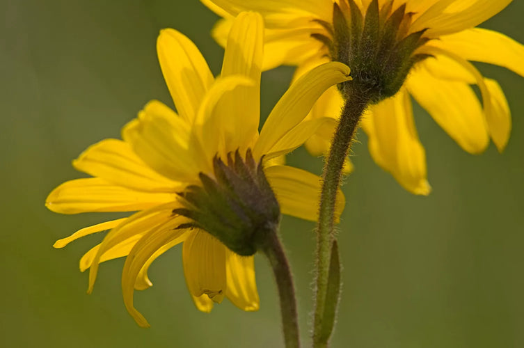 ARNICA