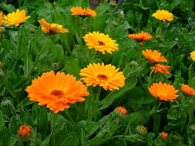 CALENDULA