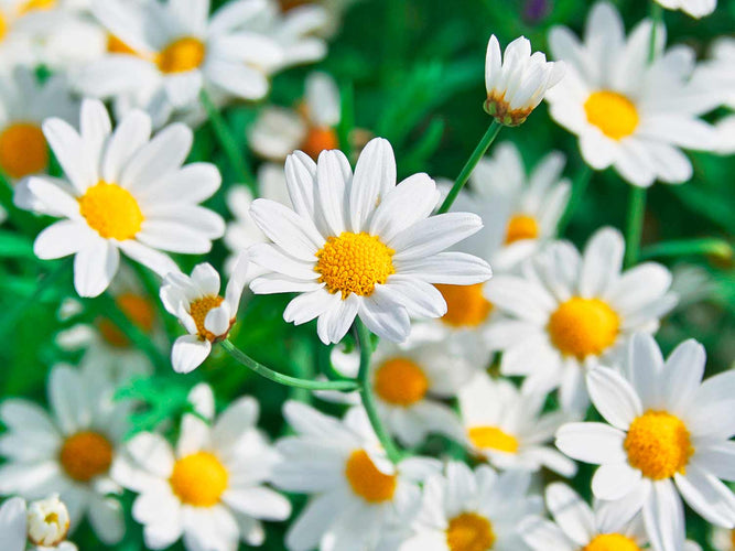CHAMOMILE