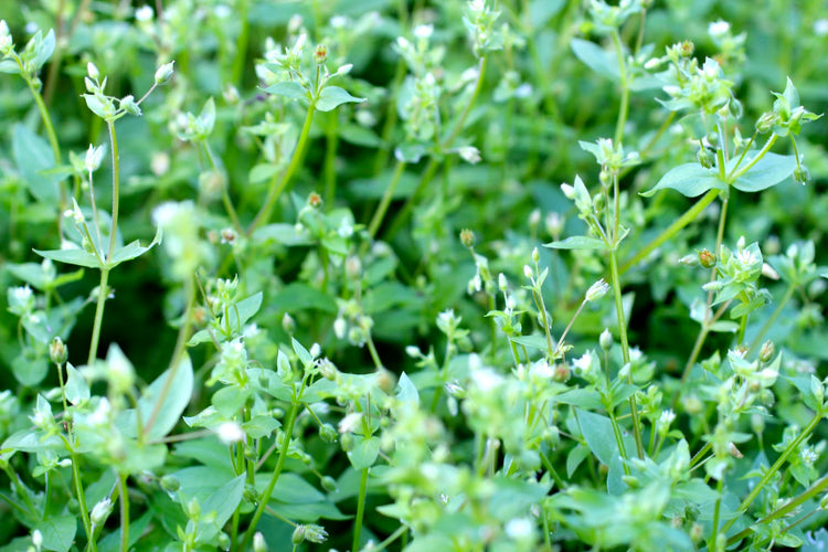 CHICKWEED