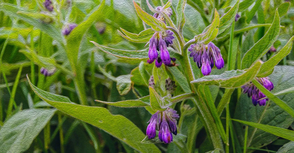 COMFREY