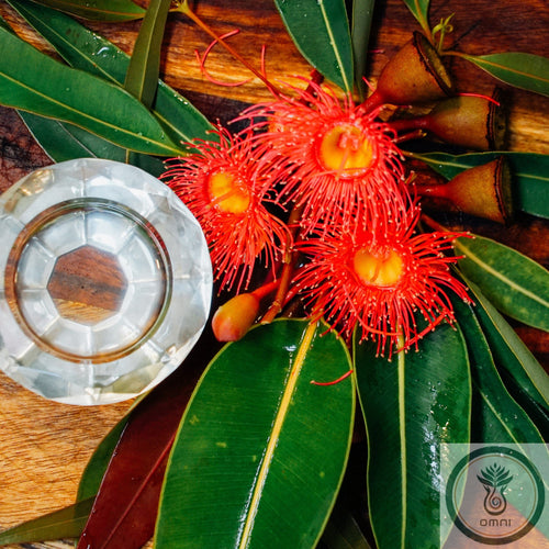 EUCALYPTUS OIL