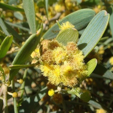 JOJOBA OIL