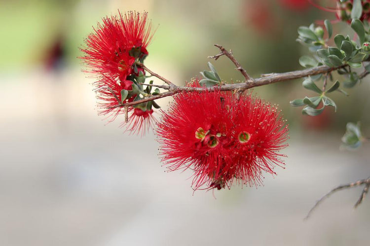 KUNZEA ESSENTIAL OIL