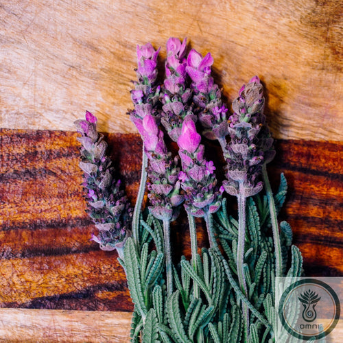 LAVENDER OIL