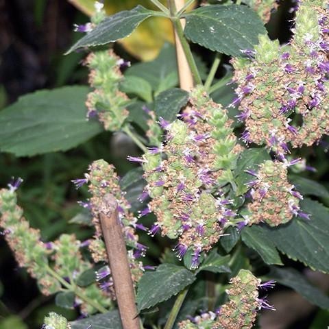 PATCHOULI OIL