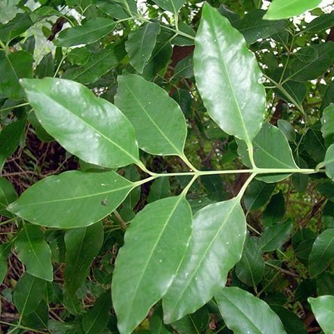 SANDALWOOD OIL