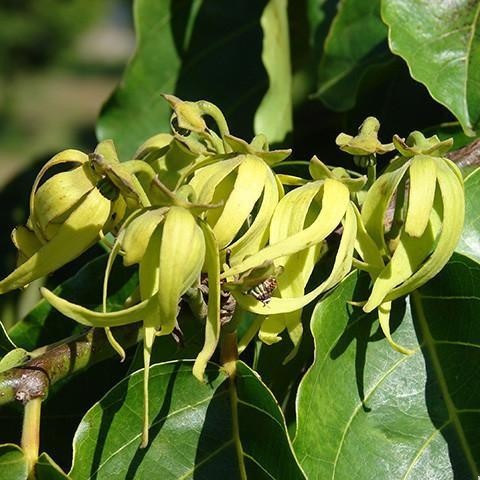 YLANG YLANG OIL