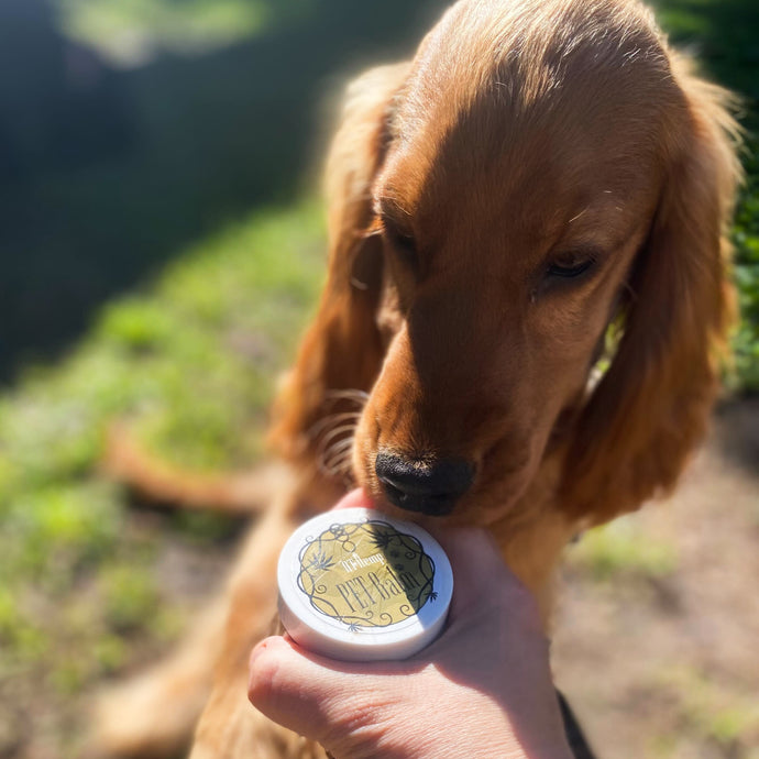 Holistic Hemp Products: Natural Solutions for Pet Wellness